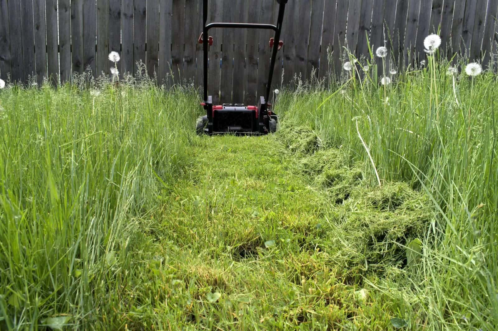 Professional lawn care in Hampton, Newport News, Yorktown, and Norfolk, VA
